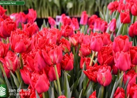 Tulipa Double Twist ® (2)